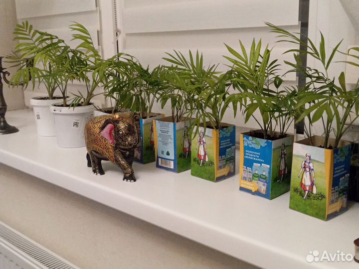 Хамедорея Элеганс