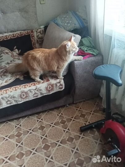 Кот мейн-кун