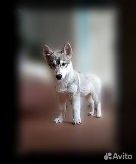 Щенок помесь с хаски девочка