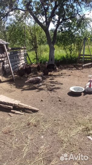 Индюшата домашние