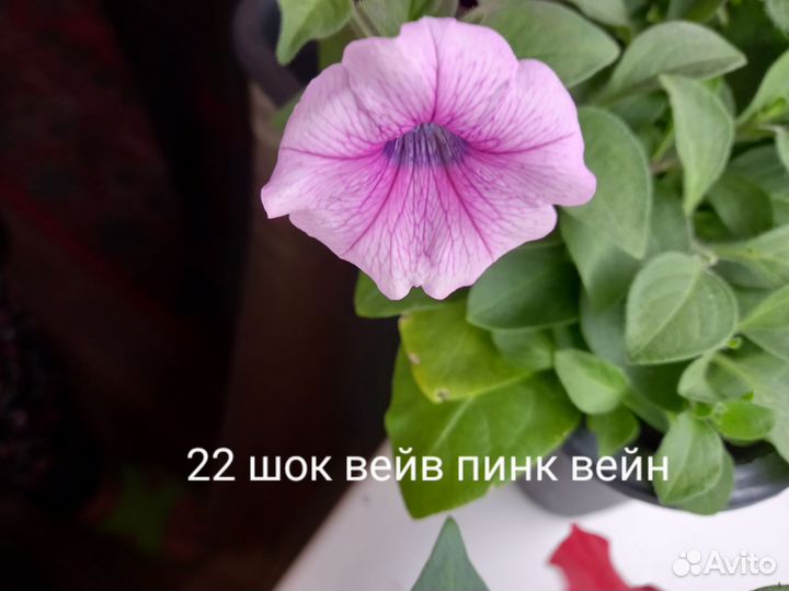 Рассада петуньи ампельной