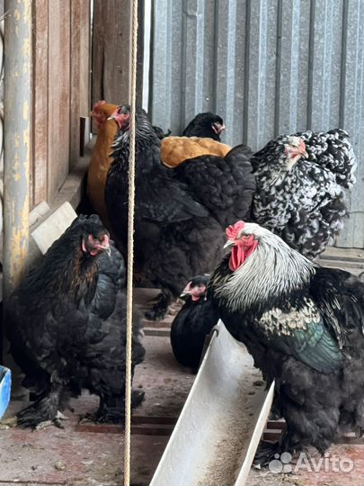 Инкубационное яйцо кур