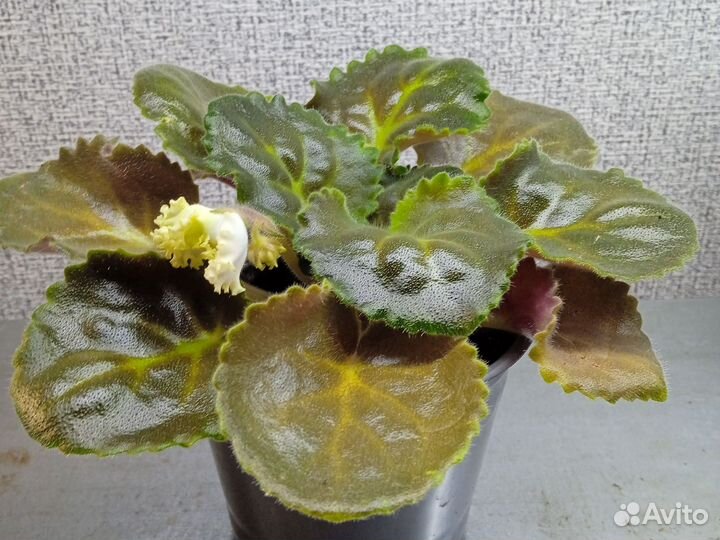 Фиалка: стартеры, детки