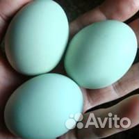 Инкубационное яйцо голубое ухейилюи и амераукана