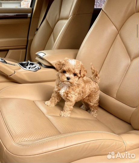 Щенки мальтипу f1 мини