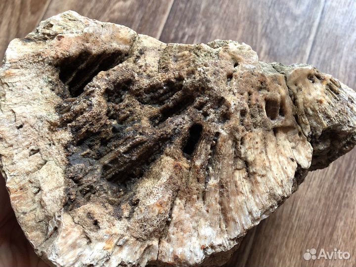 Камень с окаменелостями