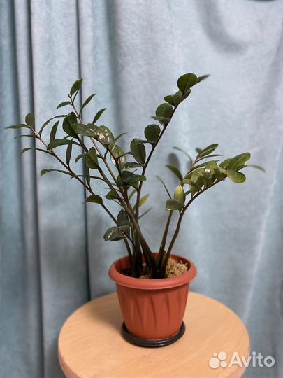 Замиокулькас