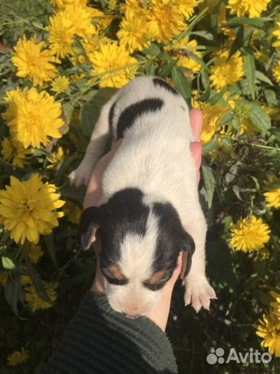 Эстонская гончая щенки