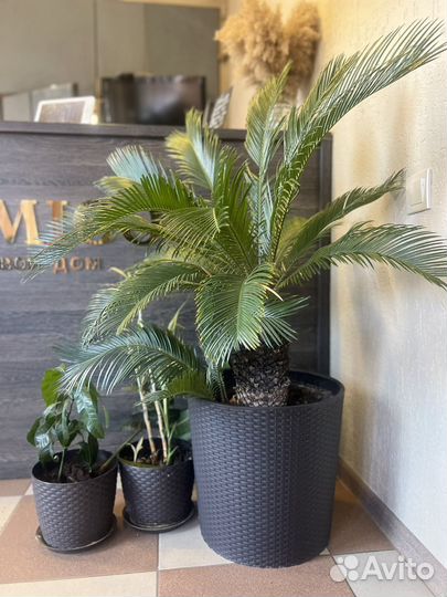 Пальма Цикас