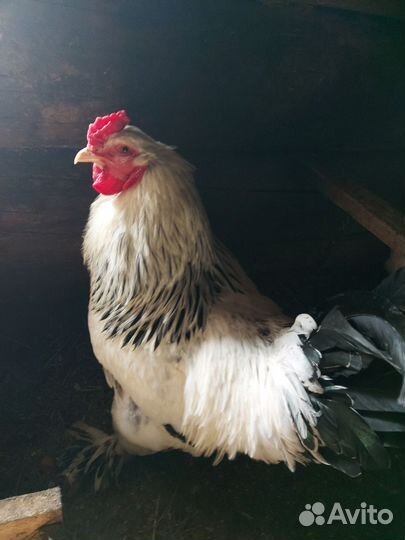 Петух брама +2 курицы брама