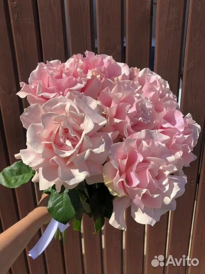 Розы цветы с доставкой