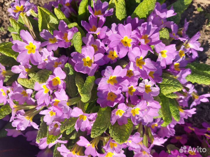 Продам примулы