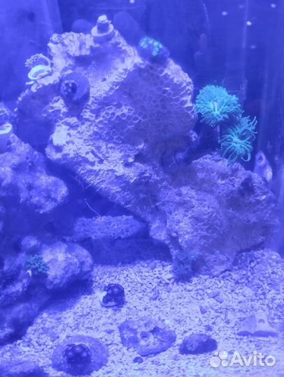 Живые камни для морского аквариума