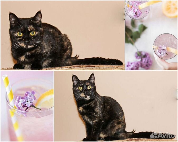 Мята хочет домой. В приюте