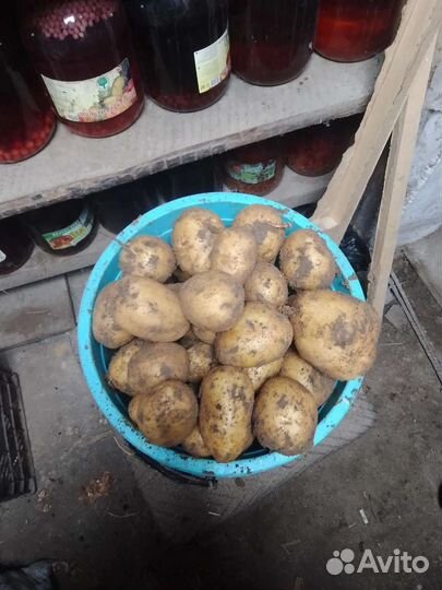 Продам картофель гала