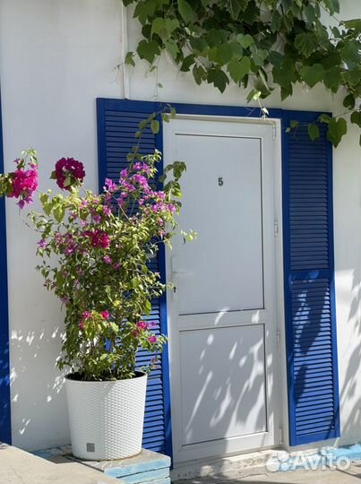 Бугенвилия