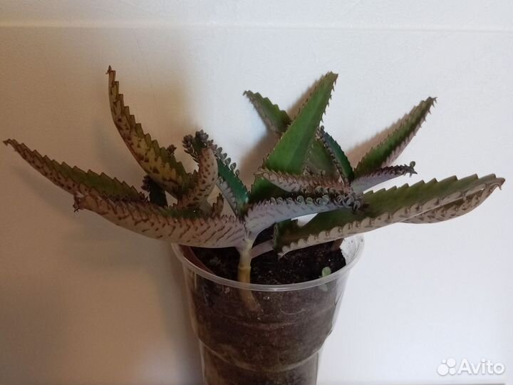 Каланхоэ лечебное