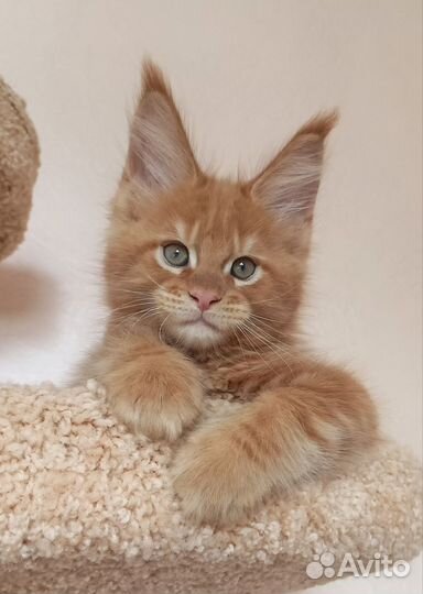 Мейн-кун котёнок