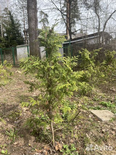 Туя брабант