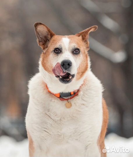 Собака в дар. Ищет дом Герда