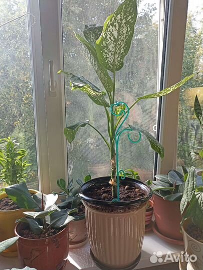 Диффенбахия