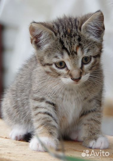 Полосатый заяц