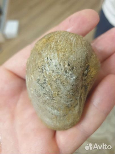 Окаменелости