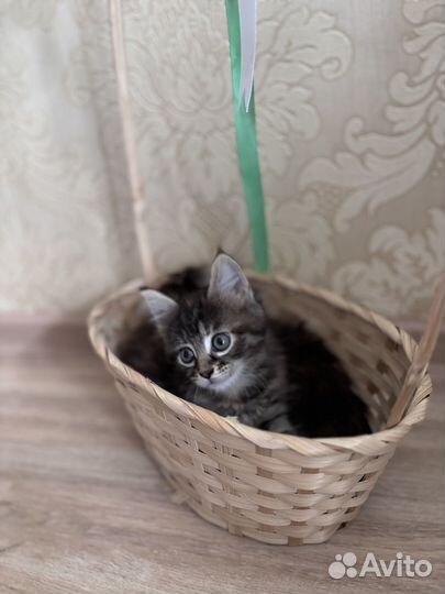 Отдам котенка в добрые руки