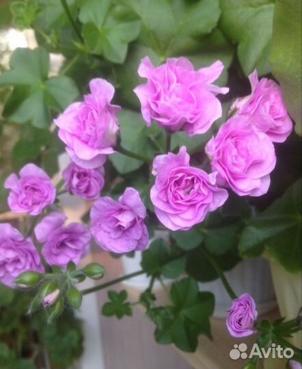 Пеларгония плющелистная в ассортименте