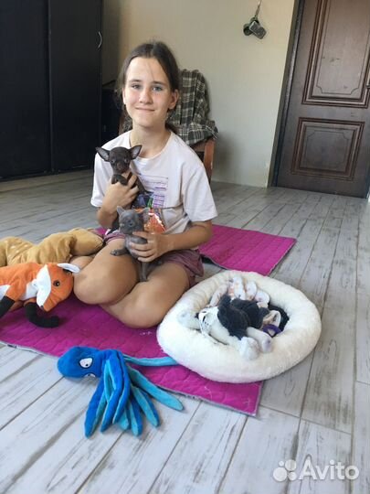 Чихуахуа мини