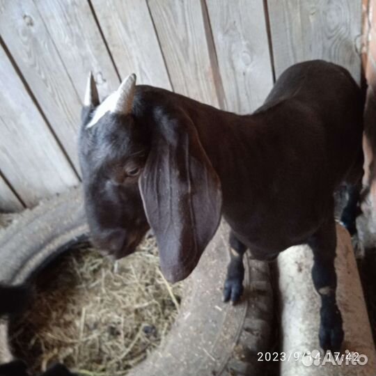 Коза нубийская