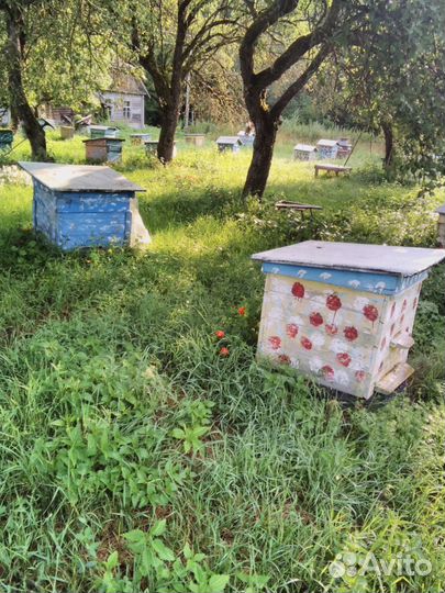 Продажа пчелосемей