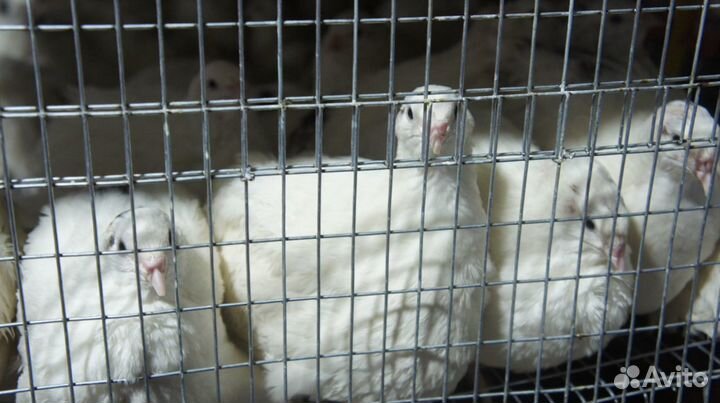 Продаются тушки перепёлок, суточные птенцы, яйцо