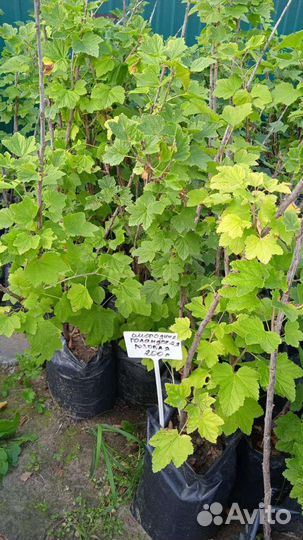 Смородина всех цветов, саженцы зкс