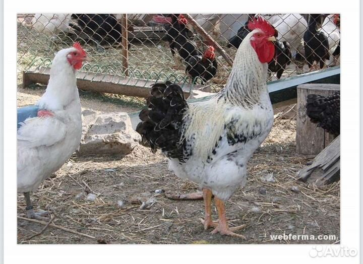 Инкубационное яйцо