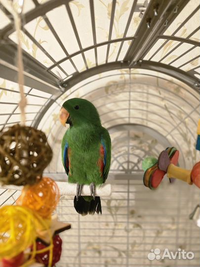 Благородный попугай эклектус