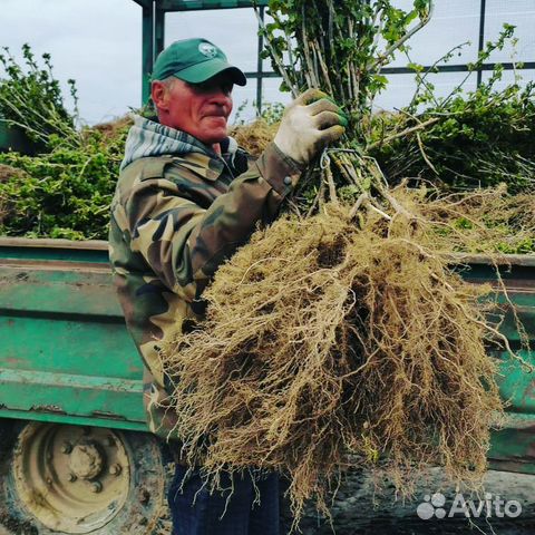Саженцы Малины. 1 летка. Свое кфх. Беларусь