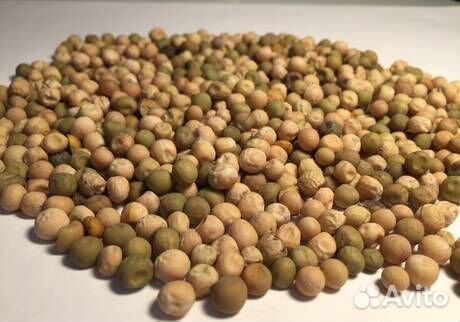 Горох кормовой