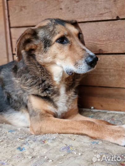 Собака которая не хочет жить и не верит человеку