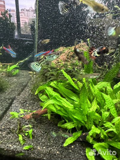 Молодые гуппи