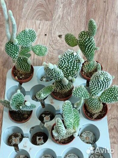 Кактус опунция