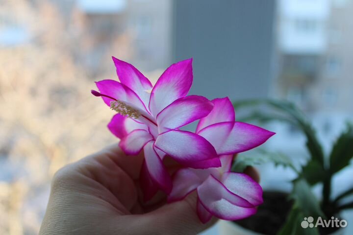 Шлюмбергера (декабрист)