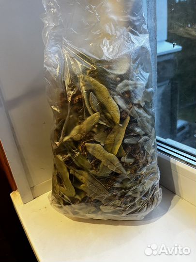 Липовый цвет