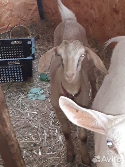 Продается козочка