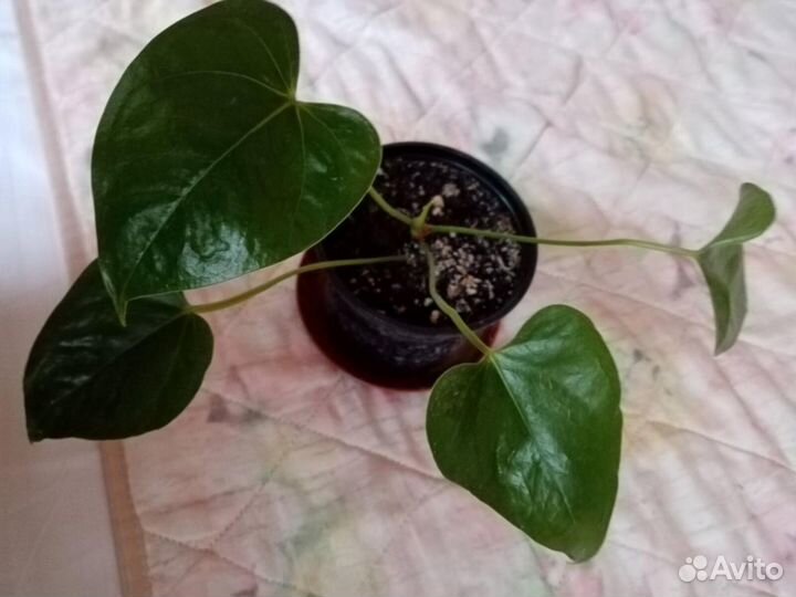 Антуриум,Сенецио