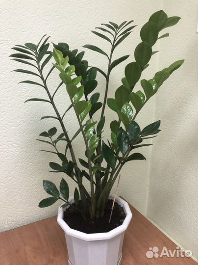 Замиокулькас