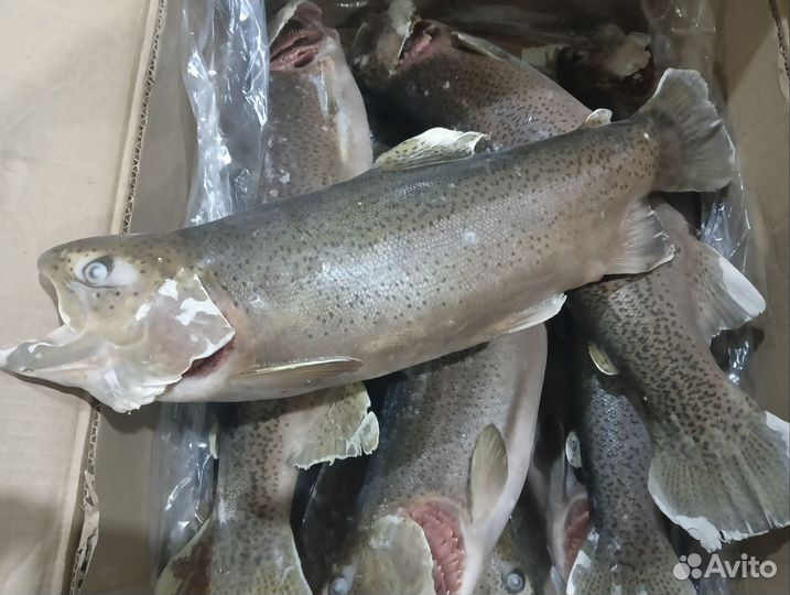 Форель Радужная с икрой