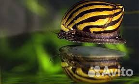 Аквариумные улитки