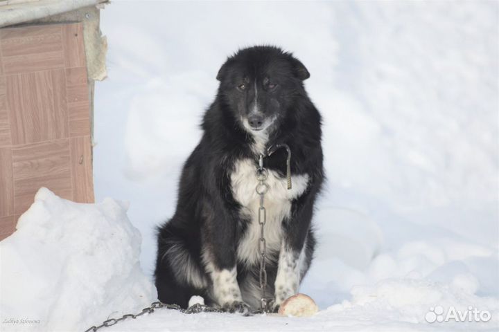 Отдам в добрые руки