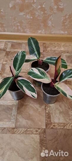 Строманта триколор